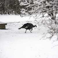 Turkey foraging in the snow