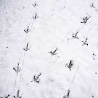 Turkey Tracks in the Snow