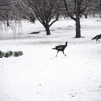 Groups of Turkeys in the snow