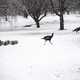 Groups of Turkeys in the snow