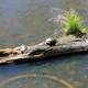 Turtles on the log in Madison, Wisconsin