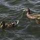 Two Ducks swimming in Lake Mendota in Madison