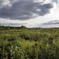 Wetland grasses and trees landscape at Cherokee Marsh