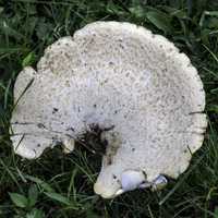 White Mushroom in the grass