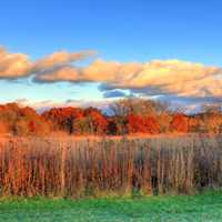 Clouds over trees in Madison, Wisconsin