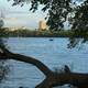 Fishing Boat through the trees in Madison, Wisconsin