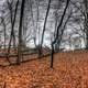 Foggy Forest in Madison, Wisconsin