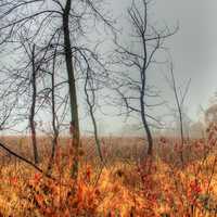 Foggy wetland in Madison, Wisconsin