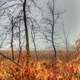 Foggy wetland in Madison, Wisconsin