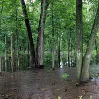 Marsh in Madison, Wisconsin