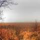 Misty Marsh in Madison, Wisconsin