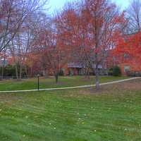 Red Trees in Madison, Wisconsin