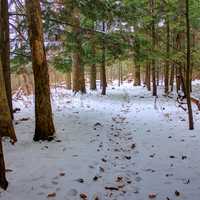 Snowy Forest Trail in Madison, Wisconsin