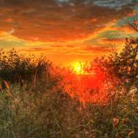 Sunlight through the Bushes in Madison, Wisconsin