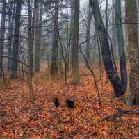 Tall Trees in Madison, Wisconsin