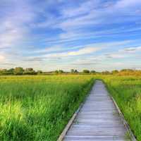 The nature boardwalk in Madison, Wisconsin