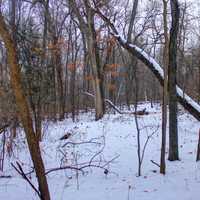 Snowy forest in Madison, Wisconsin