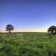 Trees and grasses in Madison, Wisconsin