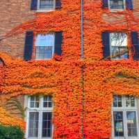 Vines growing on walls in Madison, Wisconsin