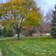 Autumn Trees in Madison, Wisconsin