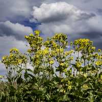 Yellow Flowers under the Clouds