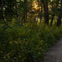 Yellow sunlight through the trees on the hiking path with flowers