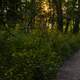 Yellow sunlight through the trees on the hiking path with flowers