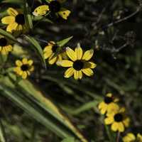 Yellow Wildflowers near the ground at Cherokee Marsh