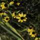 Yellow Wildflowers near the ground at Cherokee Marsh