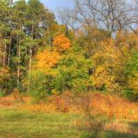 Trees in the fall at Merrick State Park, Wisconsin