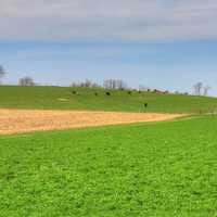 Farmland with cows in the distance on the Military Ridge State Trail