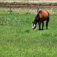 Brown horse with face mask on the Military Ridge State Trail