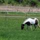 Spotted brown and white horse on the Military Ridge State Trail