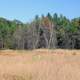 Field and Trees at Mill Bluff State Park, Wisconsin