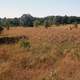 Fields at Mill Bluff at Mill Bluff State Park, Wisconsin