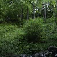 Green trees looking up the hill