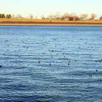 Ducks in the lake in Milwaukee, Wisconsin