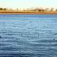 Ducks in the lake in Milwaukee, Wisconsin