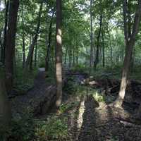 Wooded hiking trail at Grant Park