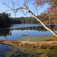 Tree hanging into the lake at Mirror Lake State Park, Wisconsin