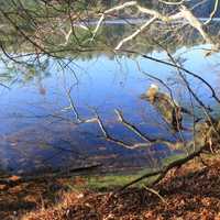 Tree Reflection at Mirror Lake State Park, Wisconsin