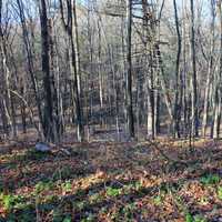 Winter Forest at Mirror Lake State Park, Wisconsin