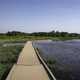 Boardwalk by the Pond