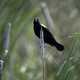 Red Winged Blackbird standing on grass in Marsh
