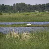Swans standing around the marsh