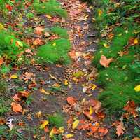 Leaves on the forest Floor at Nelson Dewey State Park, Wisconsin