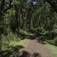 Path to tables in the woods at New Glarus, Brewery