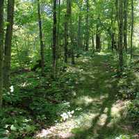 Forest at Newport State Park, Wisconsin