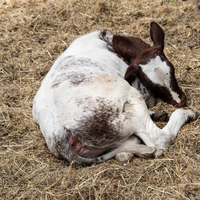 Calf lying in the hay