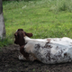 Calf rolling around in the Dirt